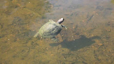 Tortuga-Deslizante-De-Orejas-Rojas-Nada-Bajo-El-Agua-Clara-Del-Estanque-Durante-El-Día