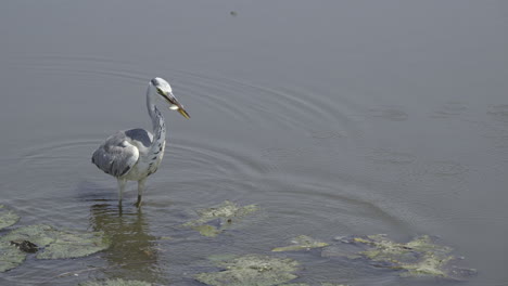 Great-blue-heron-in-water-catching-fish