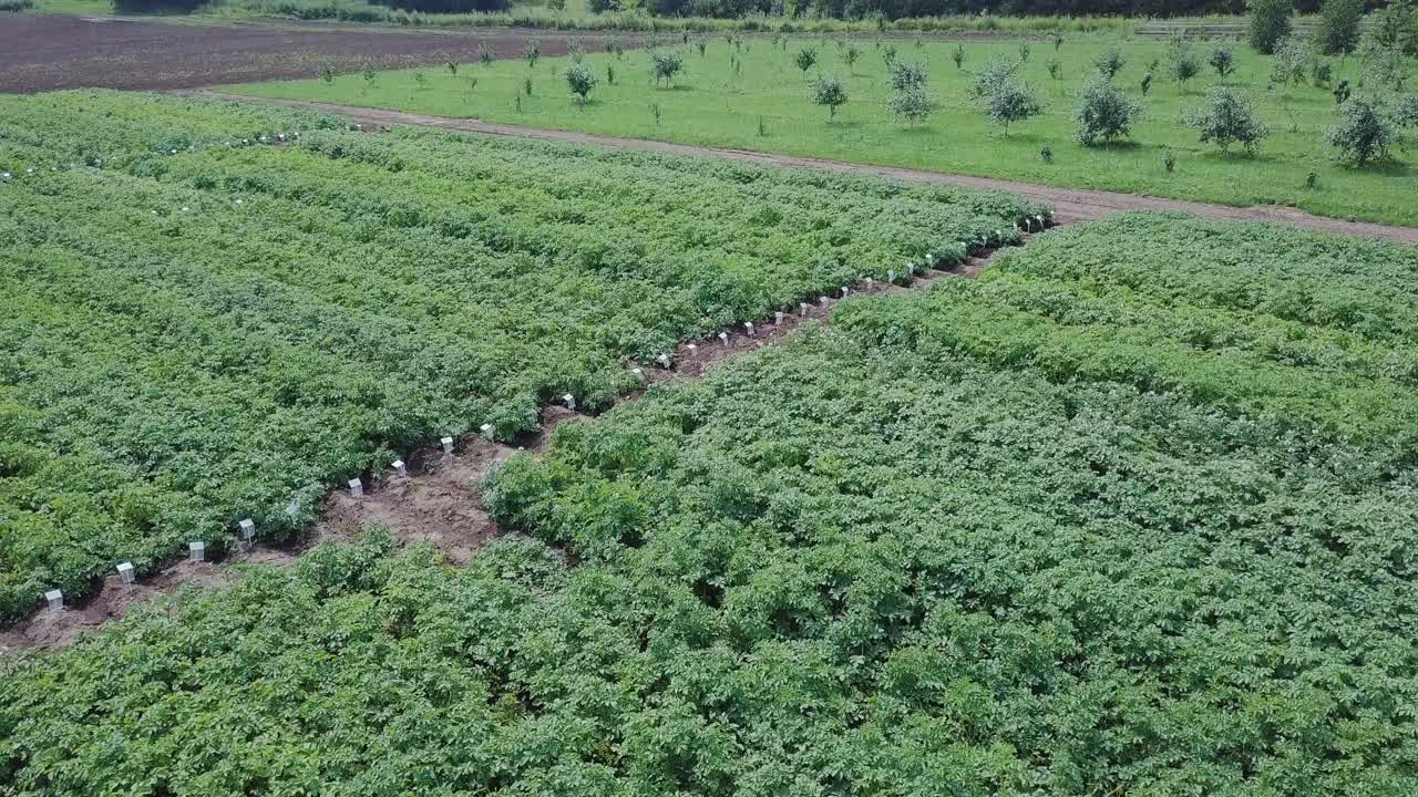 vista aérea del campo de patatas