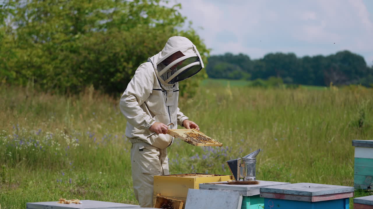 Adult apiarist takes the frame out of a hive. Beekeeper checks if the honey is ready for extraction.