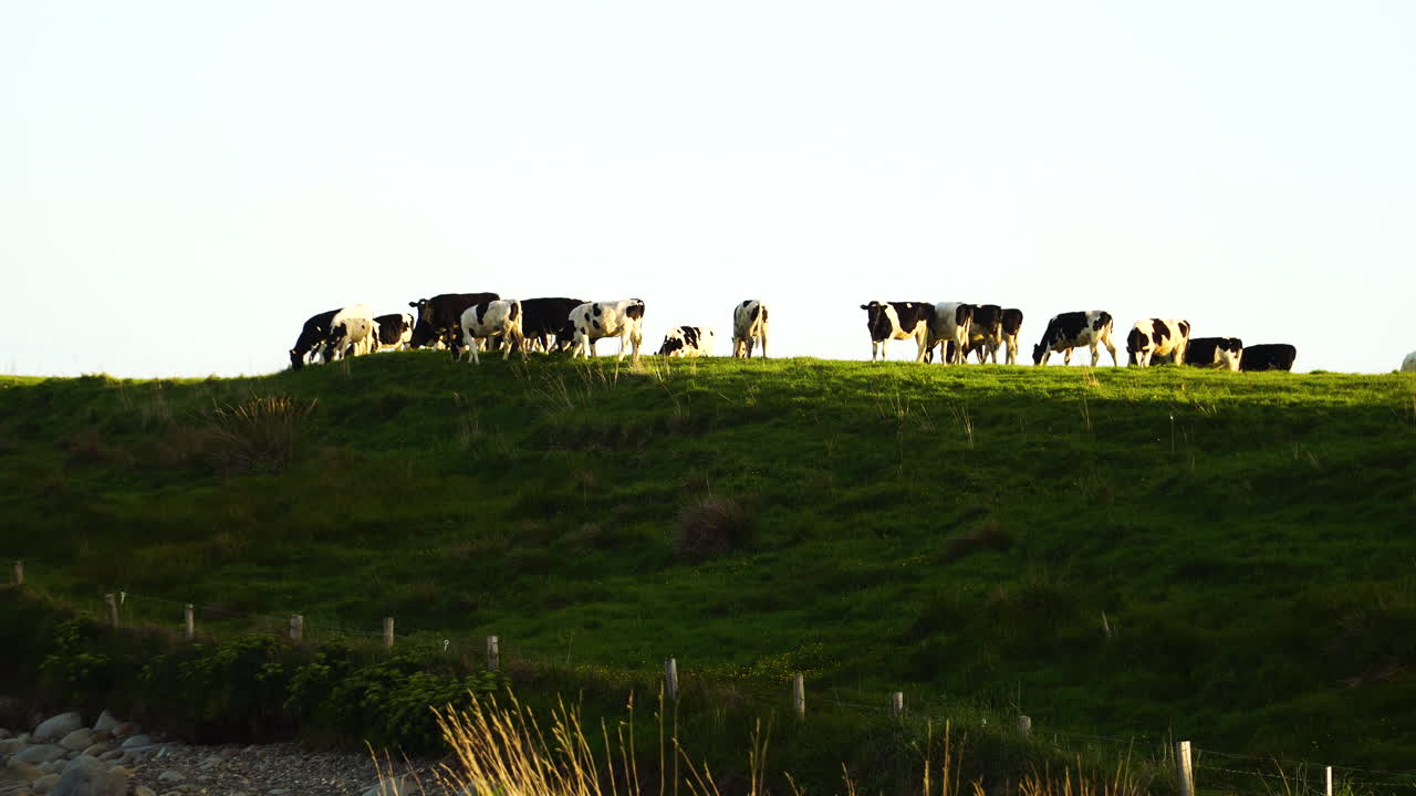 una manada de vacas holstein-friesian blancas y negras pastan en un exuberante campo verde