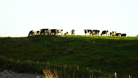 a herd of black and white holstein-friesian cows are grazing on lush green field