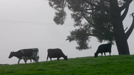 cows grazing on top of hill with large tree in mist, new zealand