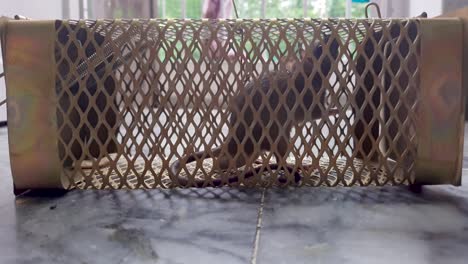 rat-caught-in-rat-cage-trap-from-different-angle-at-day