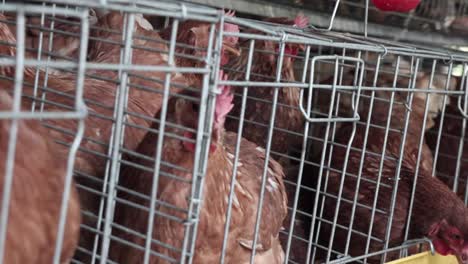 hens inside the cage in a henhouse