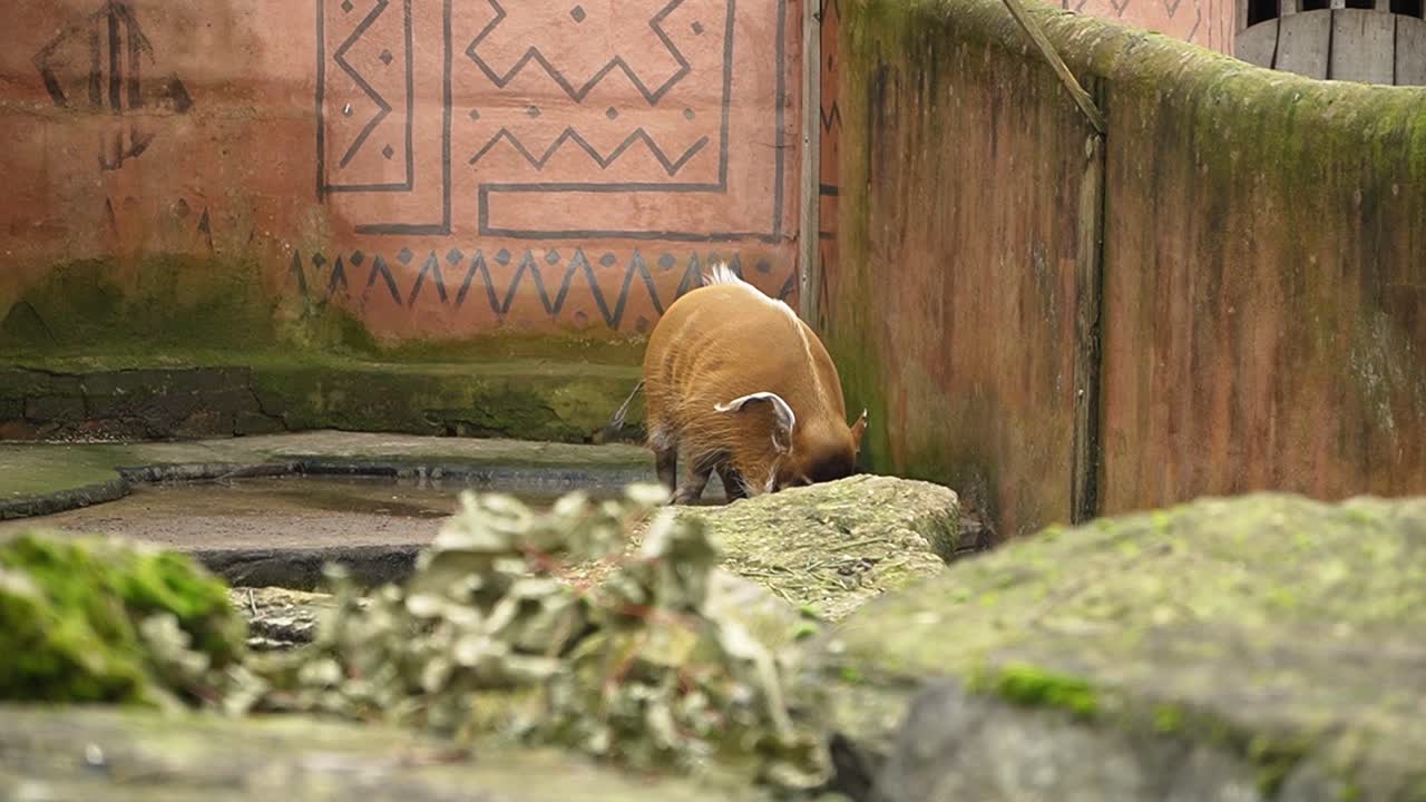 Javali-africano marrom em parque de animais, caminhando pelo habitat em câmera lenta.