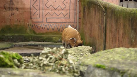 Domestic-brown-wart-hog-in-animal-park,-walking-around-habitat-slow-motion-shot