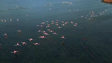Eine-Herde-Rosafarbener-Flamingos-Beginnt-Mit-Sich-Bewegenden-Flügeln-Und-Beinen-Auf-Der-Flachen-Wasseroberfläche-Der-Lagune-Zu-Fliegen