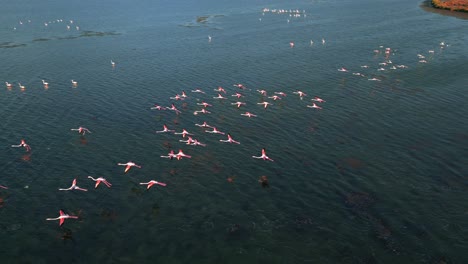 una bandada de flamencos rosados está comenzando a volar en la superficie del agua de la laguna poco profunda con alas y piernas moviéndose