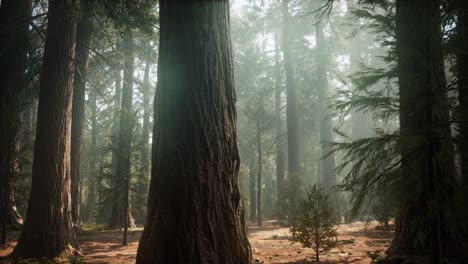 Sonnenaufgang-In-Den-Mammutbäumen,-General-Grant-Grove,-Sequoia-Nationalpark