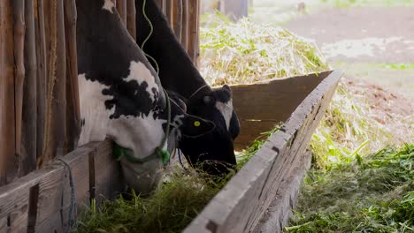 Cows-eating-at-barn