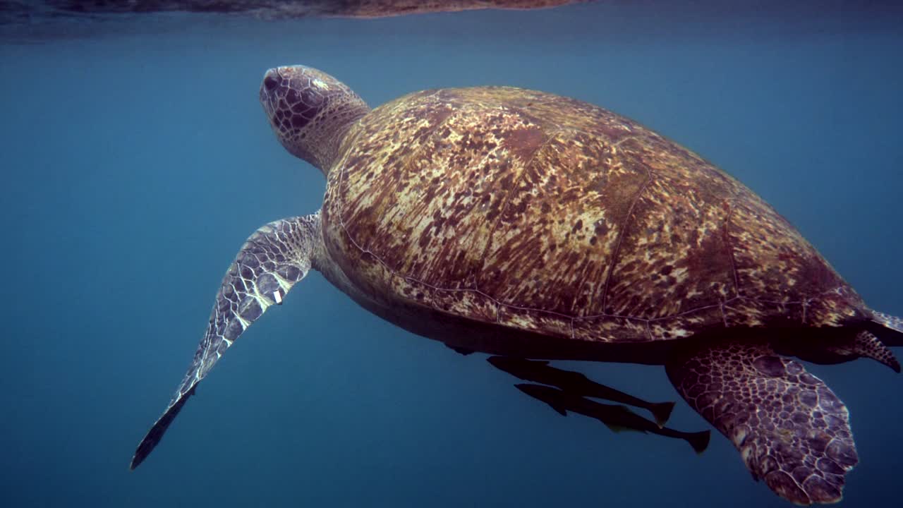 Close up of huge female old big sea turtle swimming in deep blue ocean among coral reef, ascends to the surface to breathe of air. Close up. Ocean wildlife