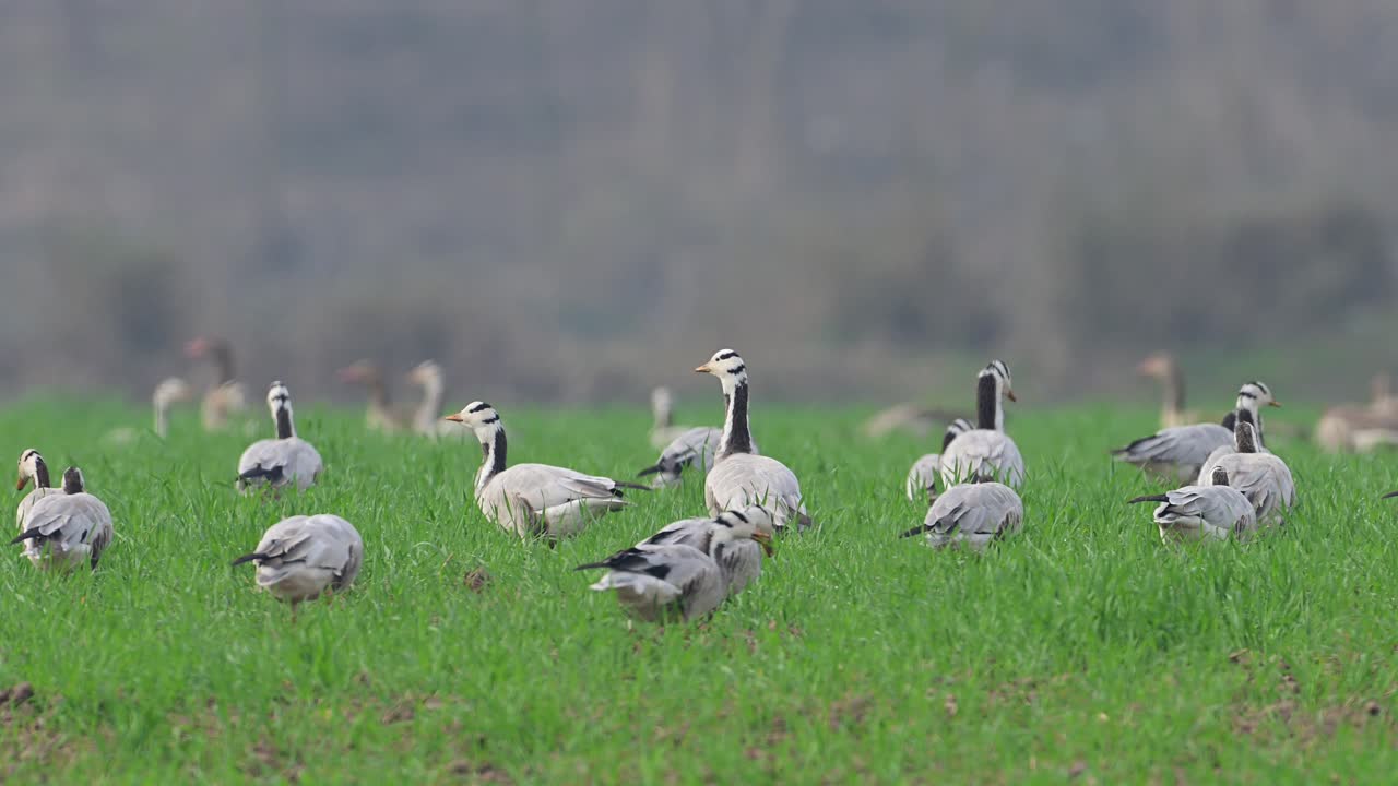 стадо барных гусей на пастбище
