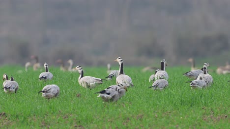 flock of bar headed goose grazing