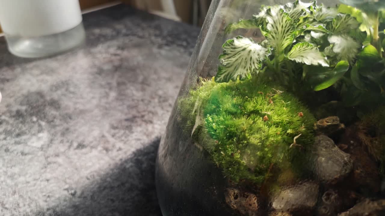 유리 플라스크 천연 이끼 테라리움 미니어처 성장하는 식물 생태계 왼쪽 아래를 내려다 보면서