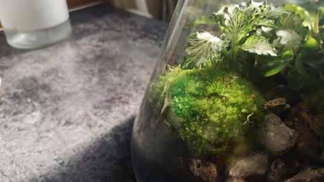 glass flask natural moss terrarium miniature growing botanical ecosystem looking down track left