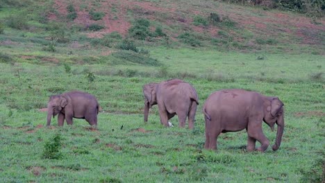 los elefantes asiáticos son especies en peligro de extinción y también son residentes de tailandia