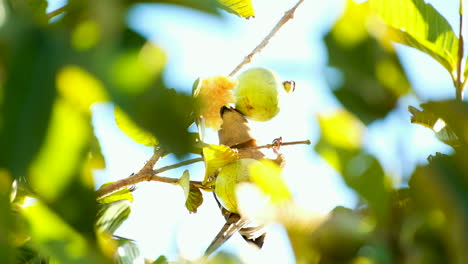 Upwards-closeup-view-of-red-faced-mousebird-munching-on-some-guavas-in-treetop