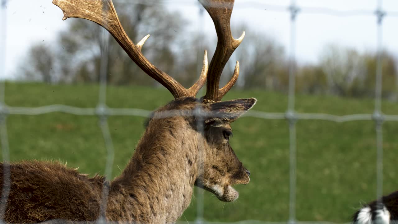 un ciervo en barbecho con grandes cuernos comiendo, un soleado día de primavera, concepto de vida silvestre, toma de primer plano en cámara lenta de mano
