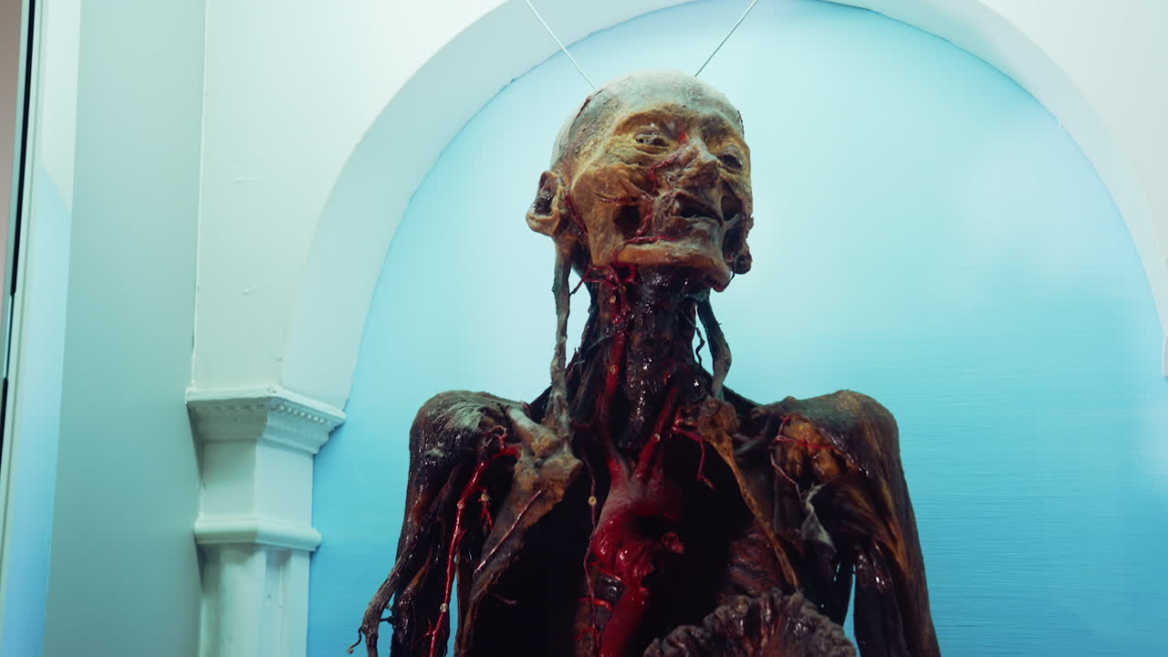 Human body with internal organs. Display with skeleton in medical Museum