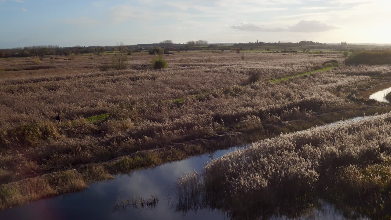 Ampia vista aerea che segue un escursionista al tramonto, con riflessi dell'obiettivo, nella riserva naturale di Stodmarsh, Kent, Regno Unito, gestita da Natural England