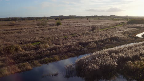 Wide-aerial-view-tracking-a-walker-at-sunset-with-lens-flares-at-Stodmarsh-nature-reserve,-Kent,-UK-managed-by-natural-England