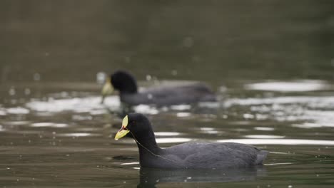 Fulica-Armillate-O-Focha-Con-Ligas-Rojas-Cazando-Presas-En-El-Estanque-Durante-La-Luz-Del-Sol,-Primer-Plano-De-Pájaros-En-Acción