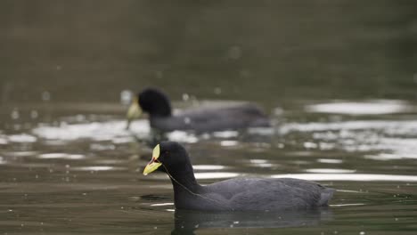 fulica armillate or red gartered coot hunting for prey in pond during sunlight ,close up shot of birds in action