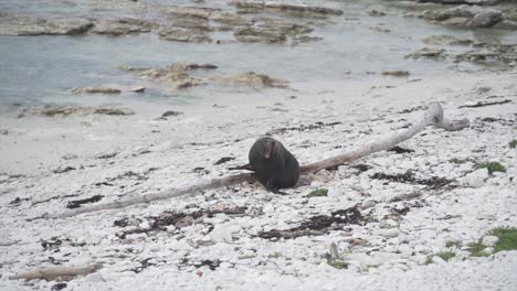 seal on a rocky beach