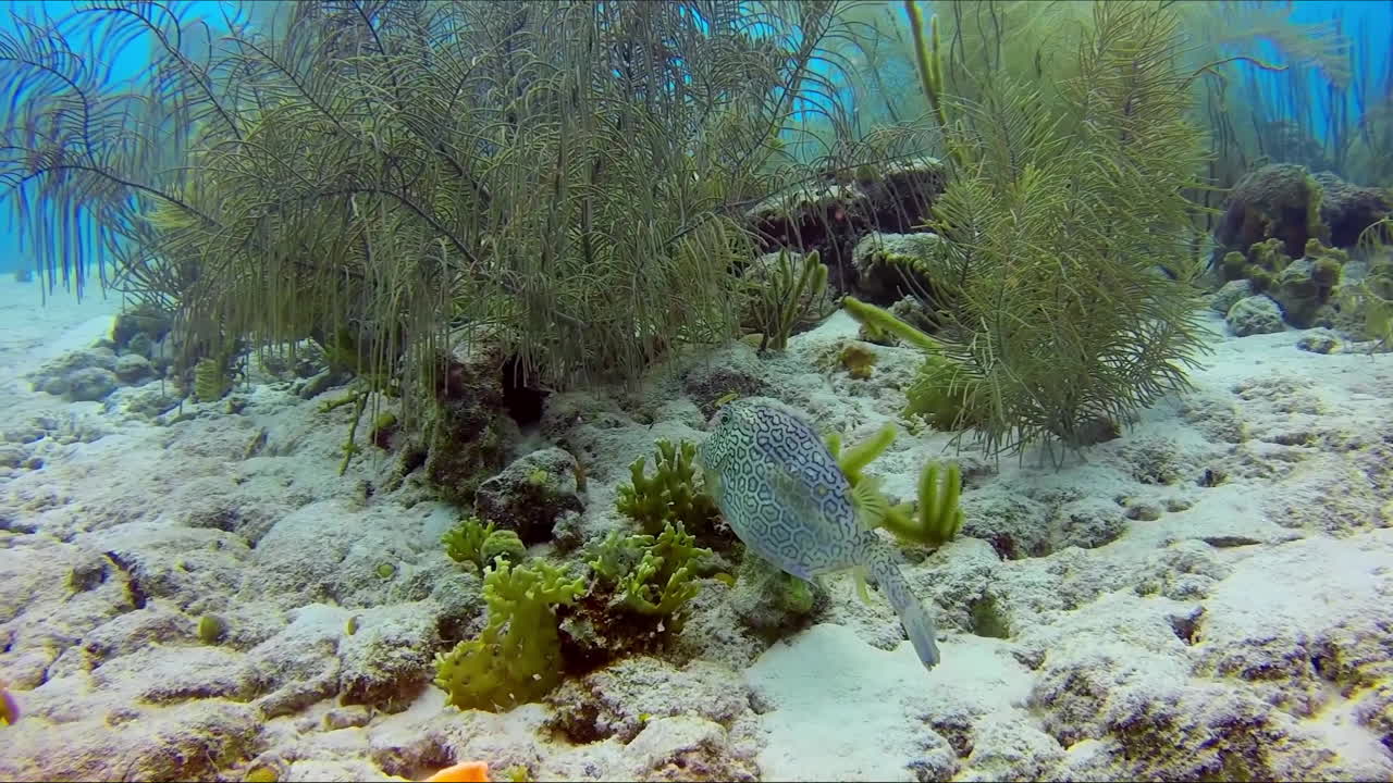 벌집 cowfish 수영