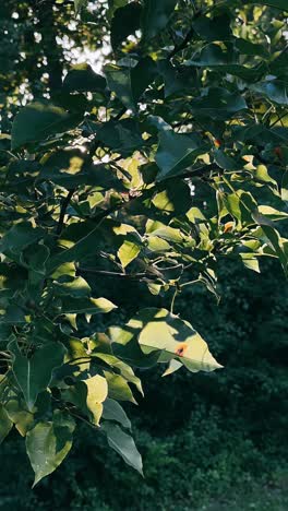 sunlight filtering through leaves