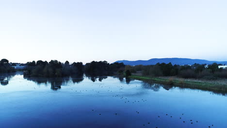 Black-birds-arriving-at-large-body-of-water-with-many-black-swans-on-water-surface-below