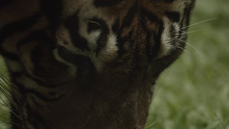 close up slow motion of tiger eating or drinking on ground, then walks away