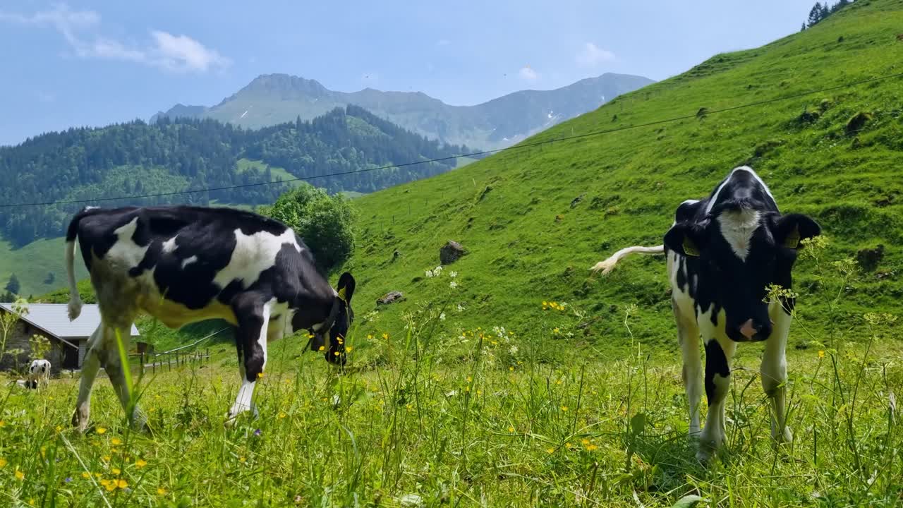 Two playful calves explore the picturesque alpine landscape near Black Lake (Schwarzsee) in Fribourg, Switzerland, on a bright spring day, capturing the charm of rural Swiss mountain life