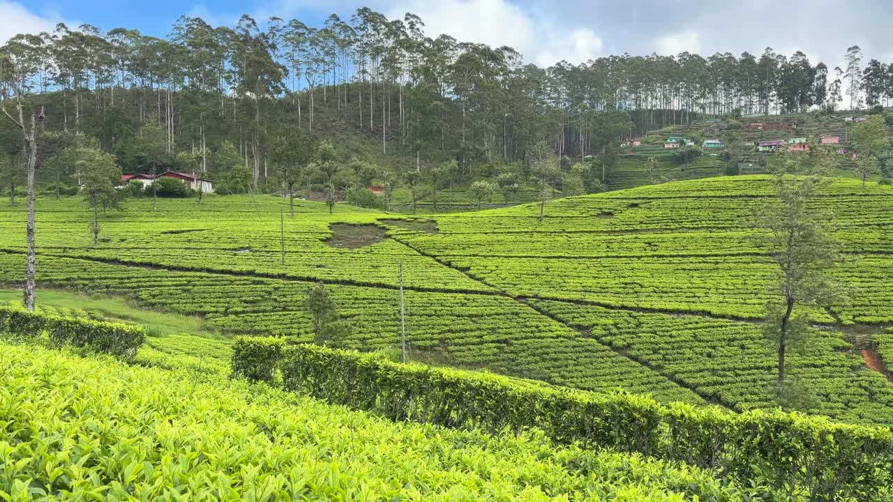 Lipton’s Seat Haputale Sri Lanka, piantagioni di tè, campi verdi, paesaggio collinare.