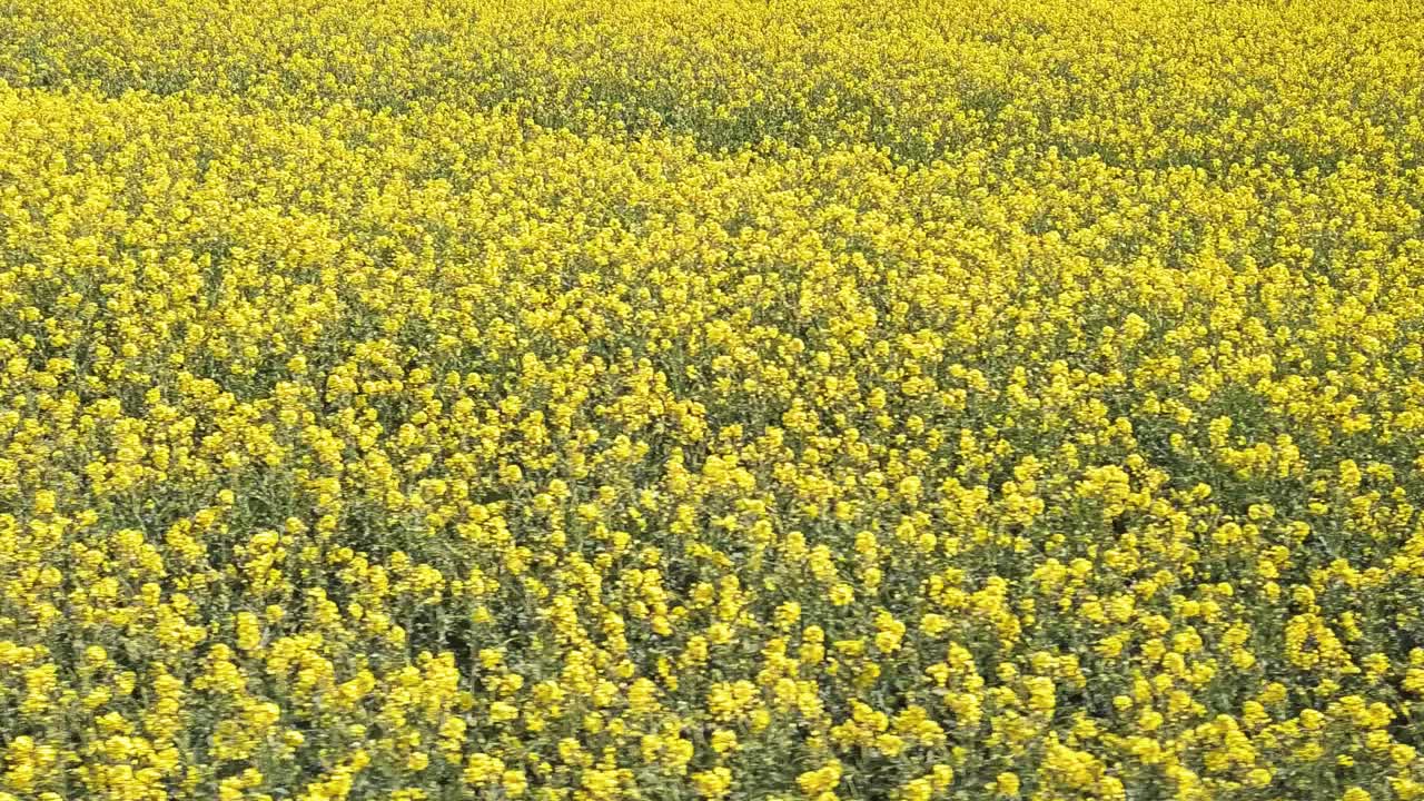 노란색 카놀라 밭의 공중 촬영