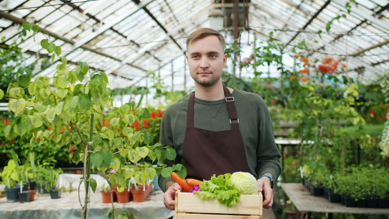 Gardener in a greenhouse with vegetables
