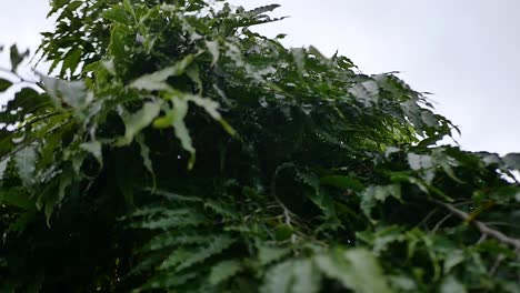 Delicate-leaves-gracefully-hanging-from-the-branches-of-a-tree,-creating-a-serene-and-natural-ambiance