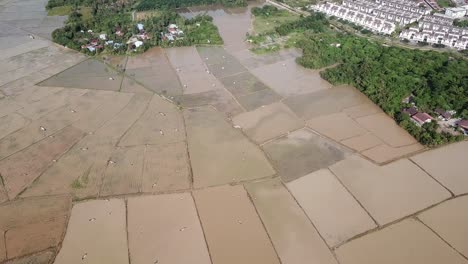 aerial asian openbill freedom fly at paddy field nearby housing estate