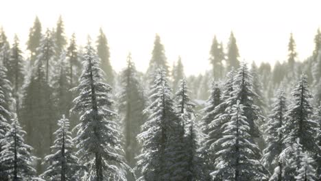 Aerial-view-of-forest-during-cold-winter-morning