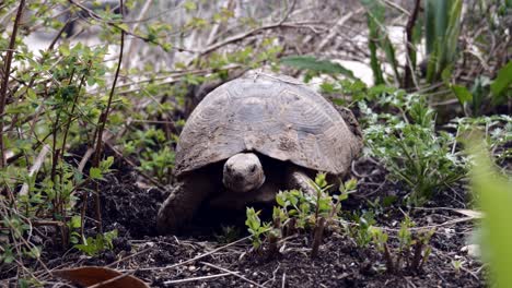 Cerca-De-Tortuga-Avanzando-A-Través-De-Plantas-De-Jardín