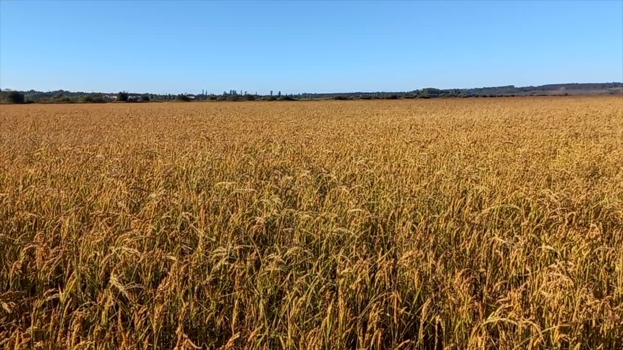 rismarker, gullig i farve og ved høsttiden