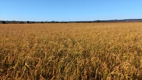 Campos-De-Cultivo-De-Arroz,-De-Color-Amarillento-Y-En-época-De-Cosecha