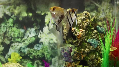dos peces ángel adultos nadando, divirtiéndose en un acuario doméstico de tamaño mediano