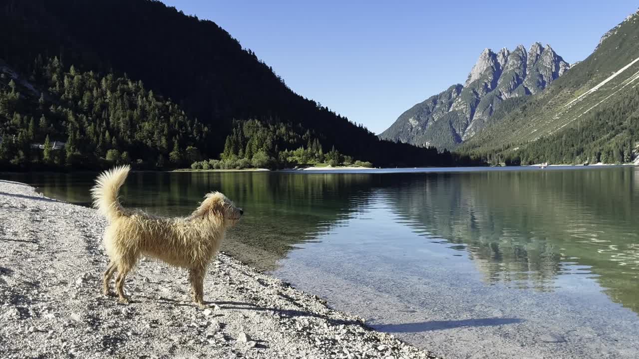 Tranquillo lago alpino con un cane bagnato in piedi su una riva rocciosa, montagne riflesse e foresta che si specchiano nell'acqua limpida in una giornata di sole