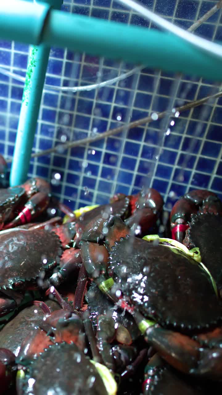 Close-up shot of live mud crabs in a blue tiled tank at a Thai market