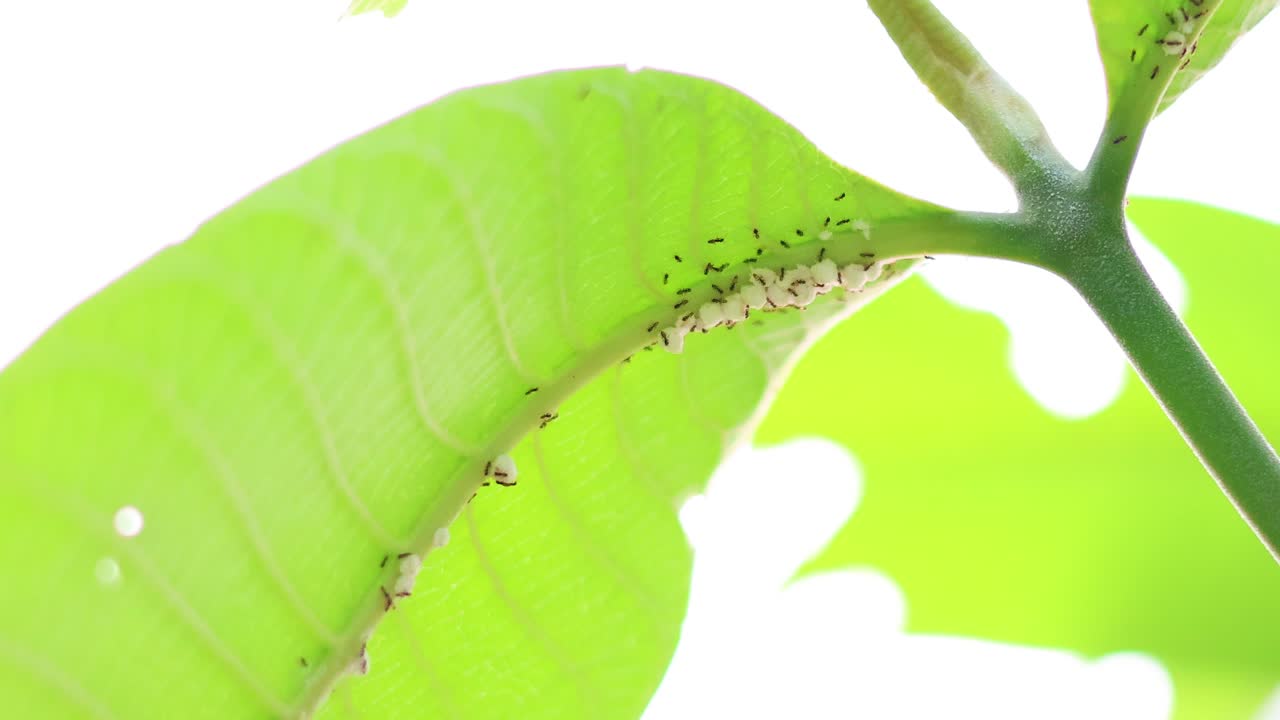 hormigas cuidando de los pulgones en una hoja verde