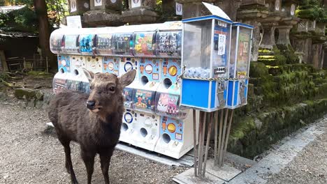 Nara-Hirsche-Laufen-Frei-Im-Nara-Park-Umher