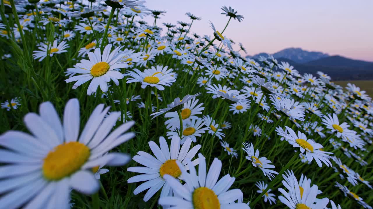 夕暮れ時、野原に咲くデイジーの静かで穏やかな映像。ローアングルで撮影されている。