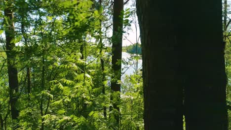 Volando-Entre-Los-árboles-En-El-Bosque-De-Primavera-Sobre-Un-Fondo-De-Lago-Azul